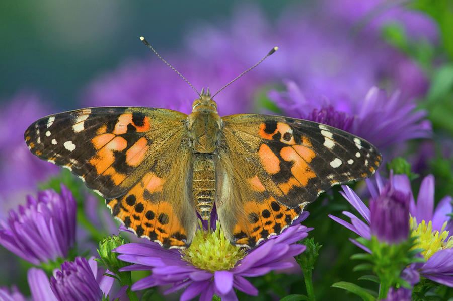 Ladybutterfly : Gale's Photo and Birding Blog: American Lady Butterfly ...