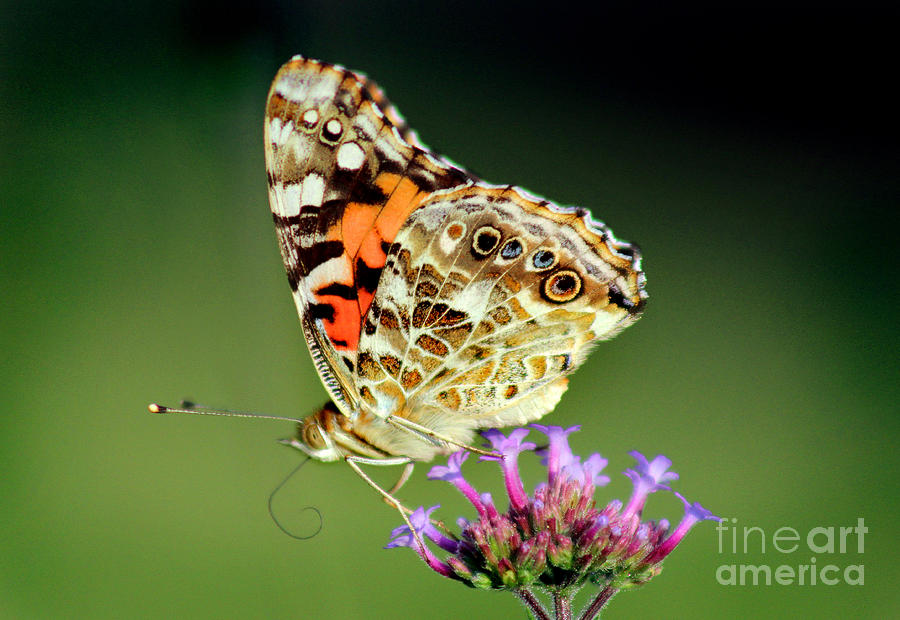 American Painted Lady Butterfly Green Background Photograph by Karen Adams