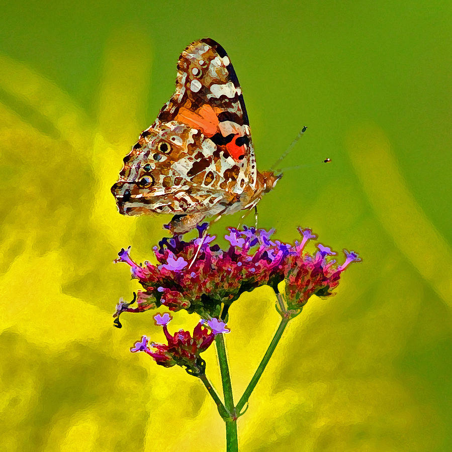American Painted Lady Butterfly Photograph by Karen Adams