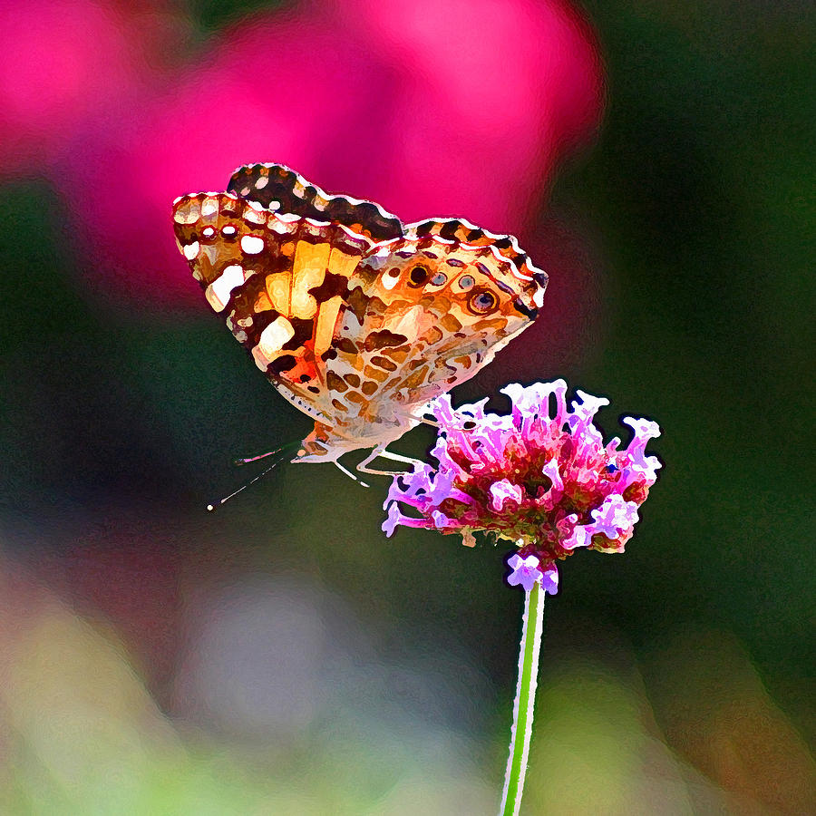 American Painted Lady Butterfly Pink Photograph by Karen Adams