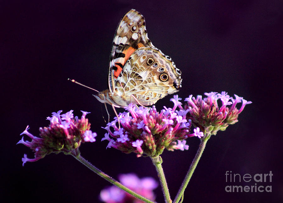 American Painted Lady Butterfly Purple background Photograph by Karen Adams