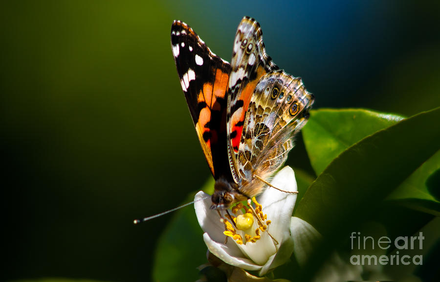 American Painted Lady Butterfly Photograph by Robert Bales