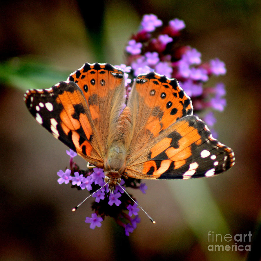 American Painted Lady Butterfly Square Photograph by Karen Adams