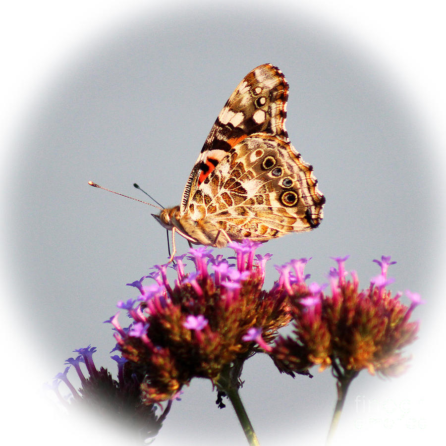 American Painted Lady Butterfly White Square Photograph by Karen Adams
