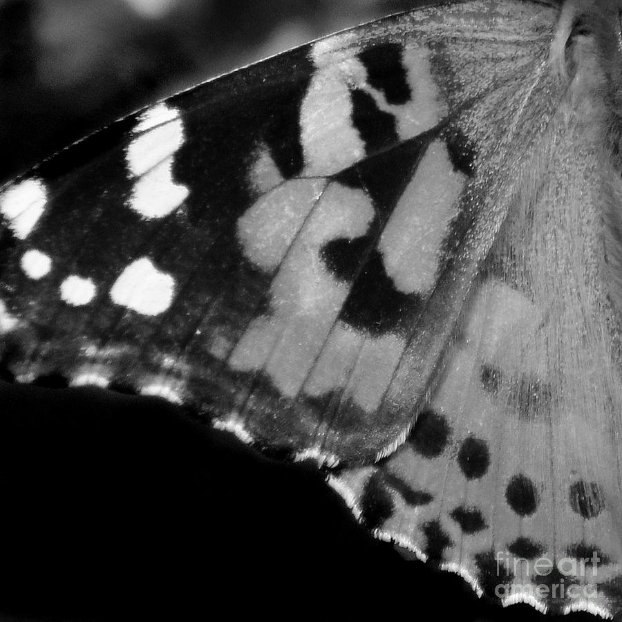 American Painted Lady Butterfly Wing Black White Square Photograph by Karen Adams