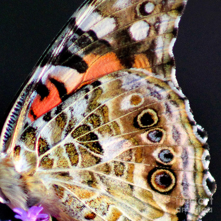 American Painted Lady Butterfly Wing Square Photograph by Karen Adams