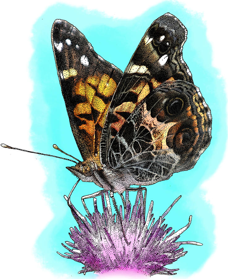 American Painted Lady, Illustration Photograph by Roger Hall