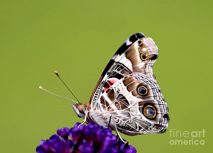 American Painted Lady Photograph by Marty Fancy