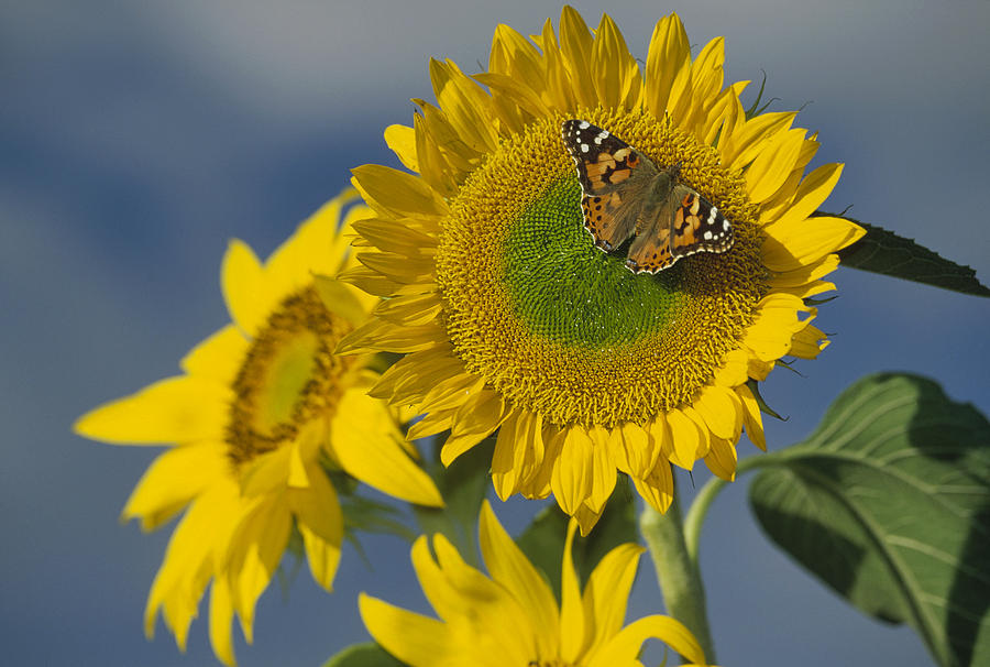 American Painted Lady On Sunflower New Photograph by Tim Fitzharris