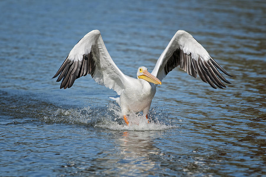 American Pelican sliding in for a home run Photograph by Bonnie Barry