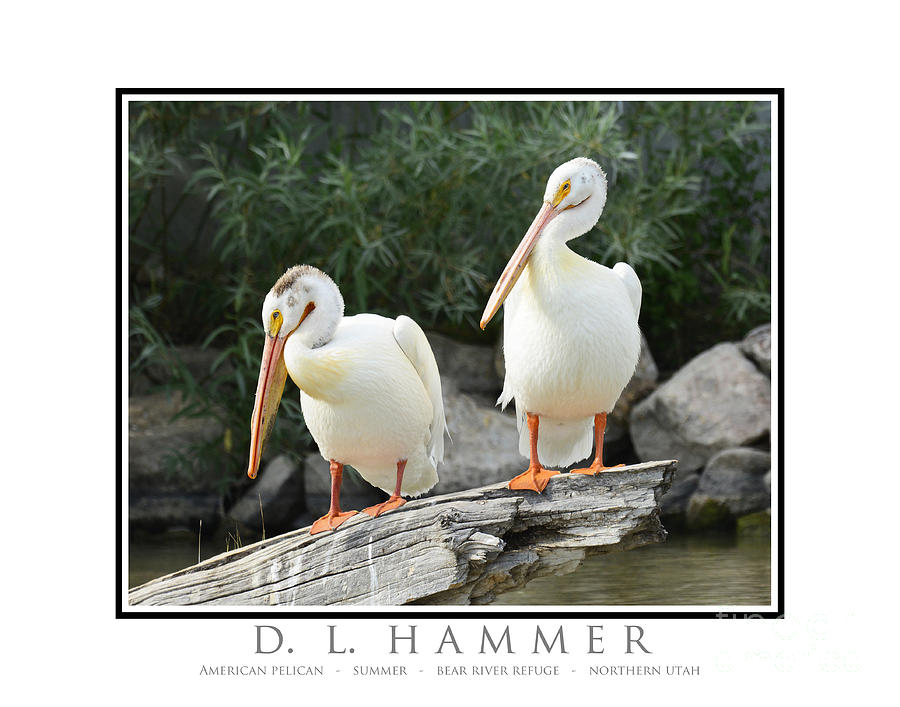 American Pelicans Photograph by Dennis Hammer