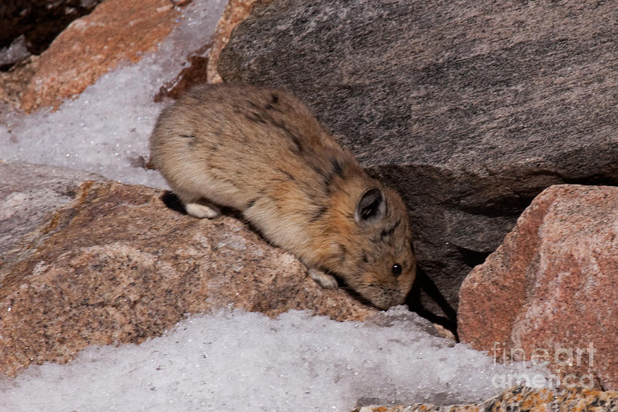 American Pika Photograph by Fred Stearns