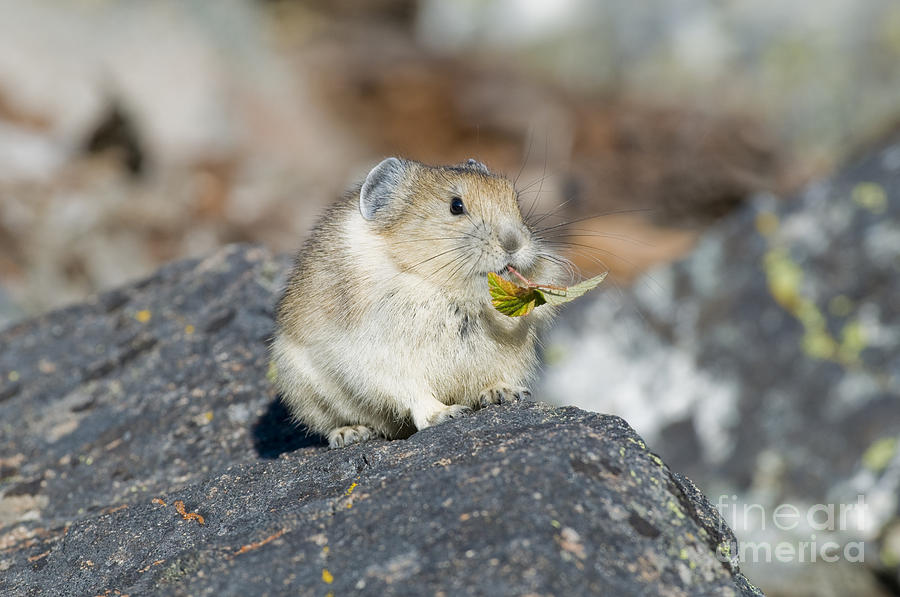 Pika Photograph - American Pika by William H. Mullins