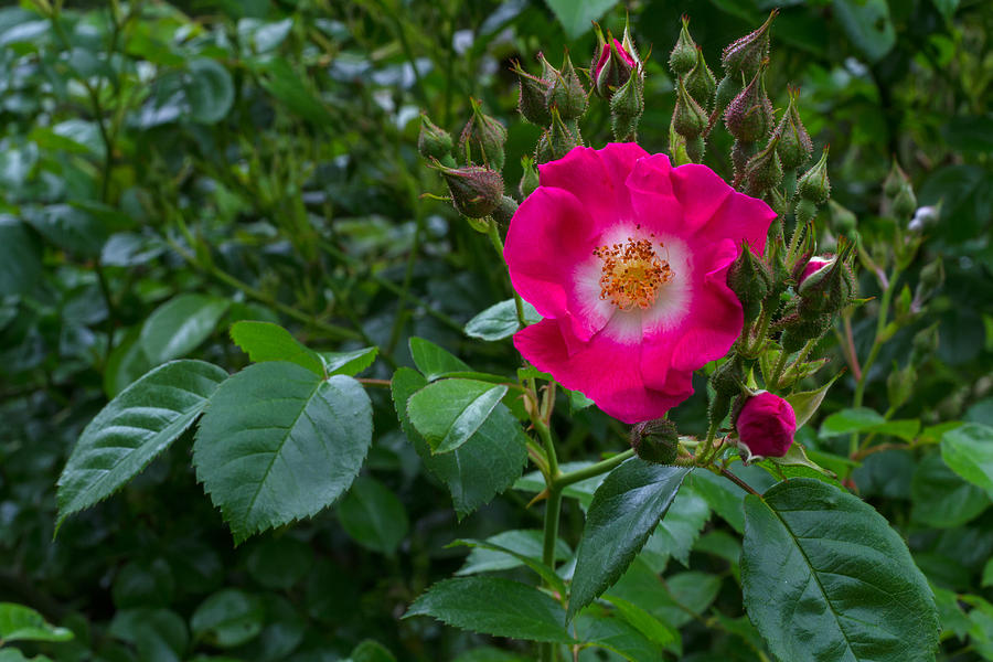 American Pillar Rose Photograph by Michael Russell