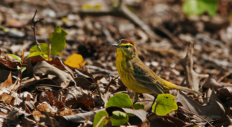 Palm Warbler Photograph by Michael Whitaker
