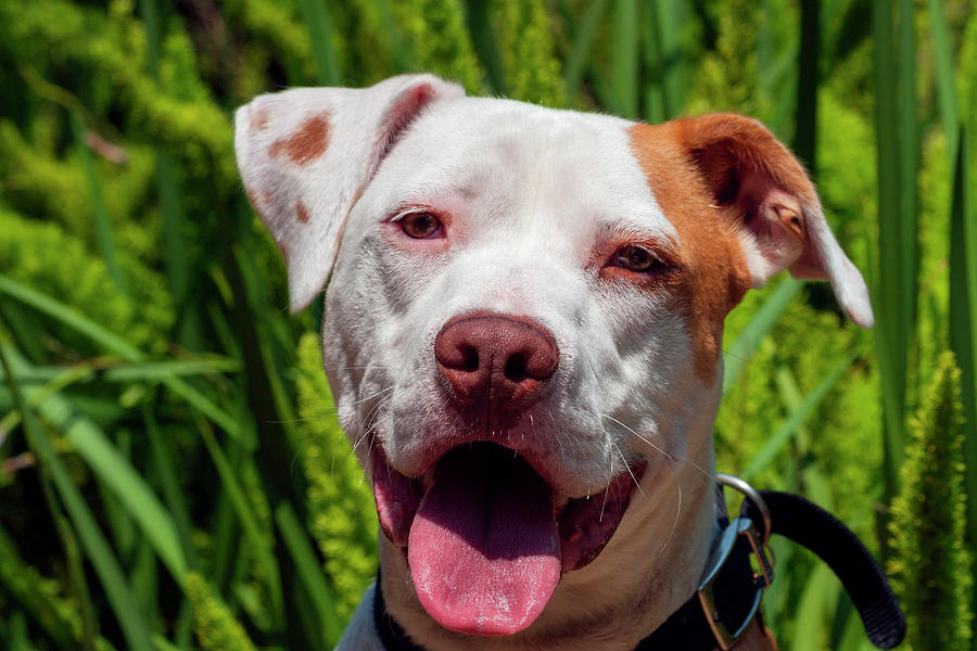 American Pit Bull Portrait Photograph by Zandria Muench Beraldo - Fine ...