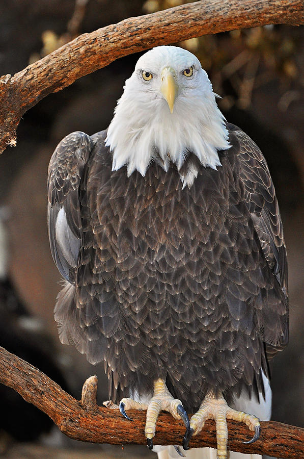 Eagle Photograph - American Pride by Nichole Cox