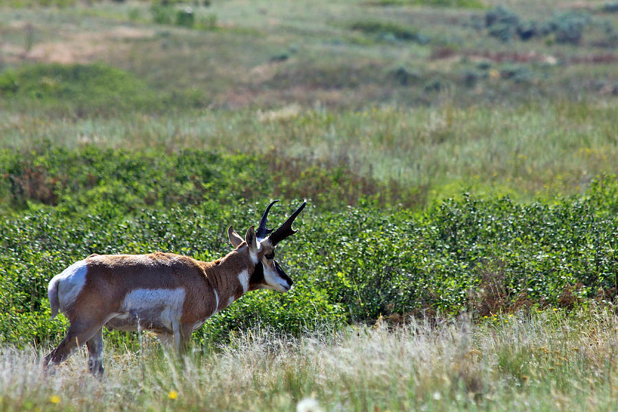 Wildlife Photograph - American Pronghorn Buck by Karon Melillo DeVega