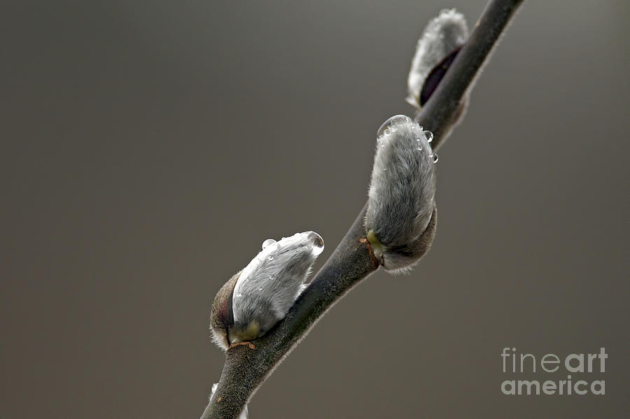 American Pussy Willow Photograph by Sharon Talson