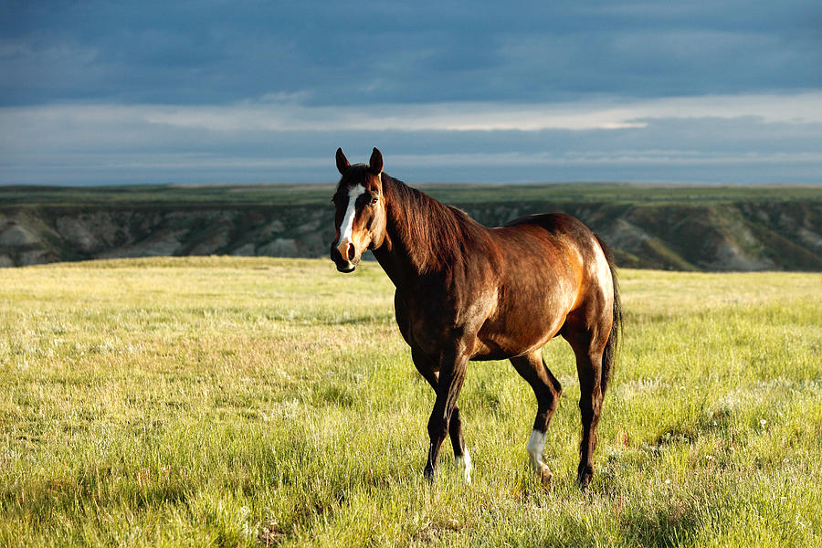 American Quarter Horse Photograph by Todd Klassy