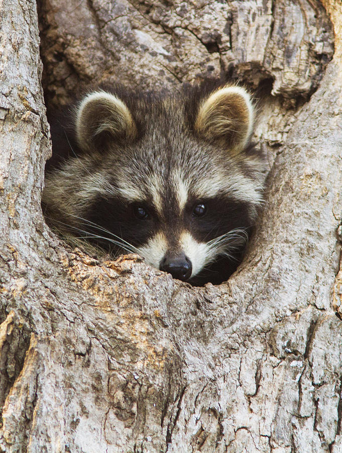 American raccoon in spring Photograph by Mircea Costina Photography
