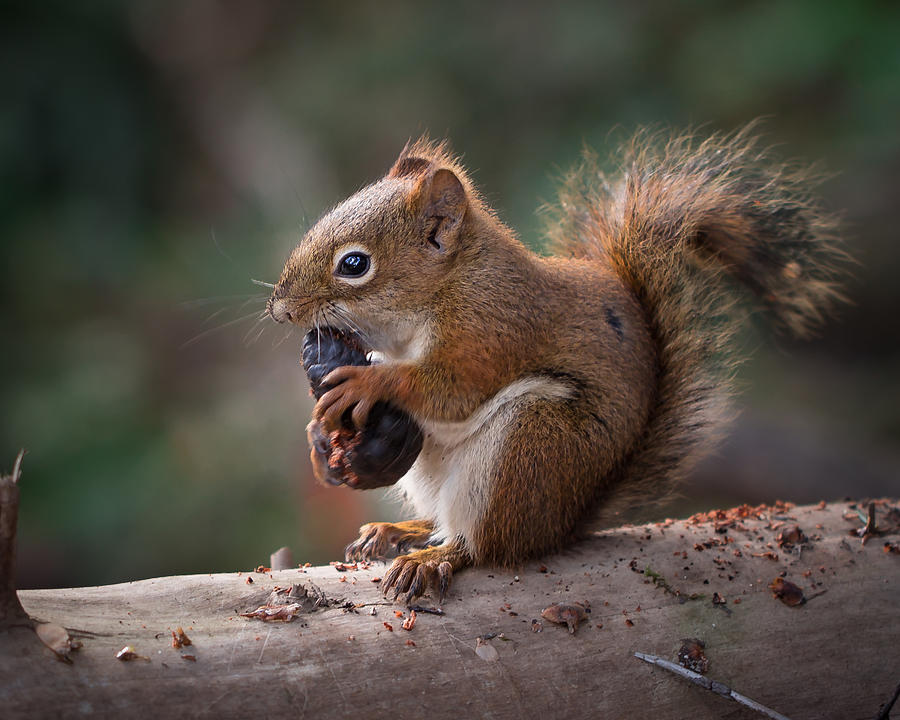 American red squirrel Photograph by Jakub Sisak
