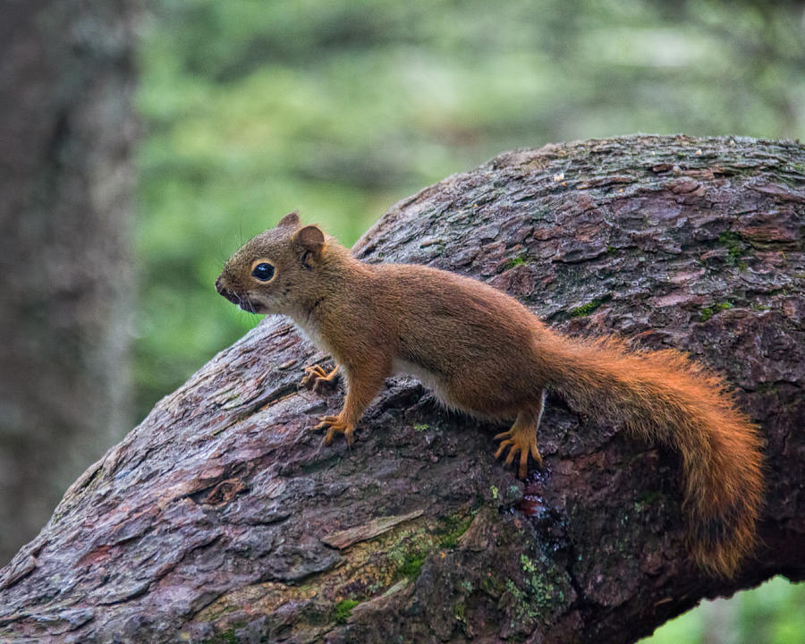 American Red Squirrel Photograph by Jemmy Archer
