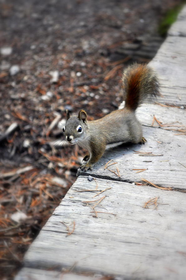 Yellowstone National Park Photograph - American Red Squirrel by Lisa Holland-Gillem