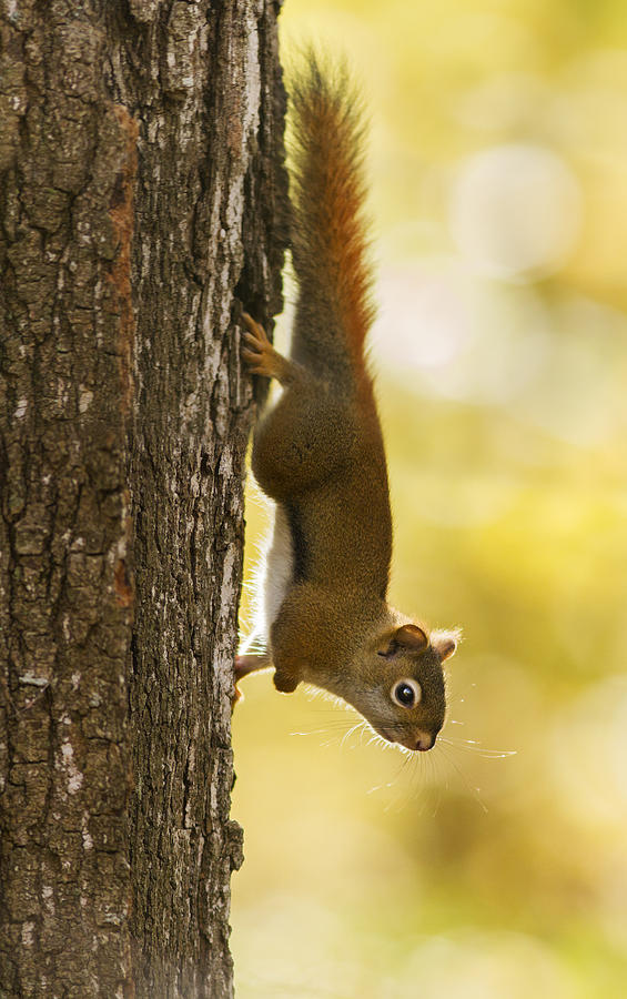 American Red Squirrel Photograph by Mircea Costina Photography