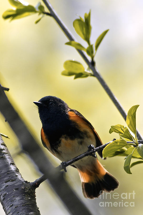American Redstart Photograph by Natural Focal Point Photography