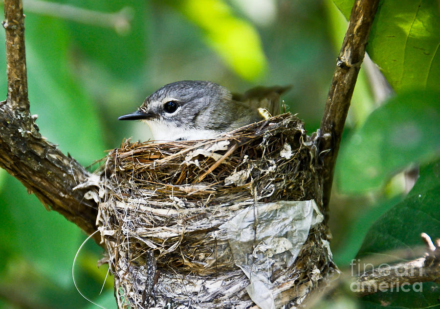 Nature Photograph - American Redstart nest by Cheryl Baxter