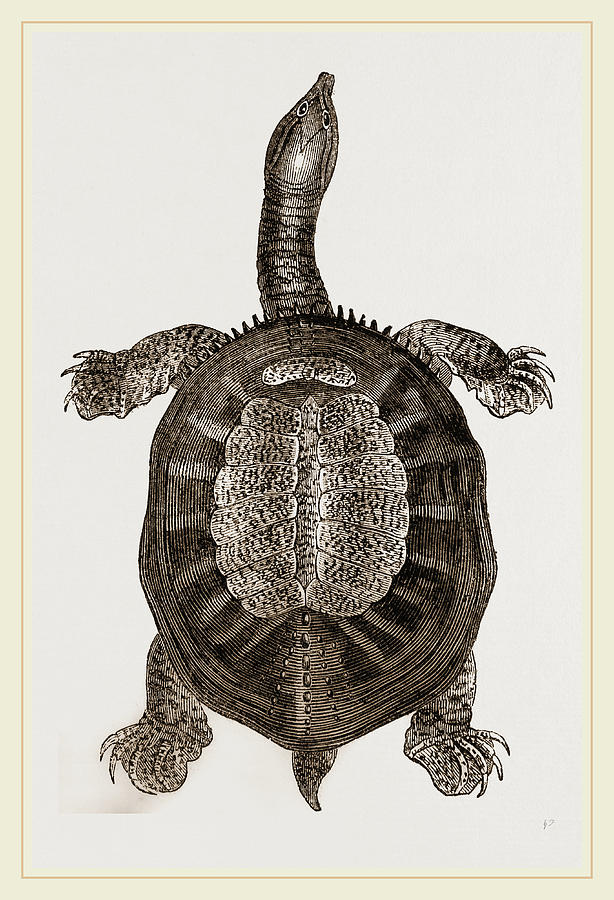 Nature Drawing - American River-tortoise by Litz Collection