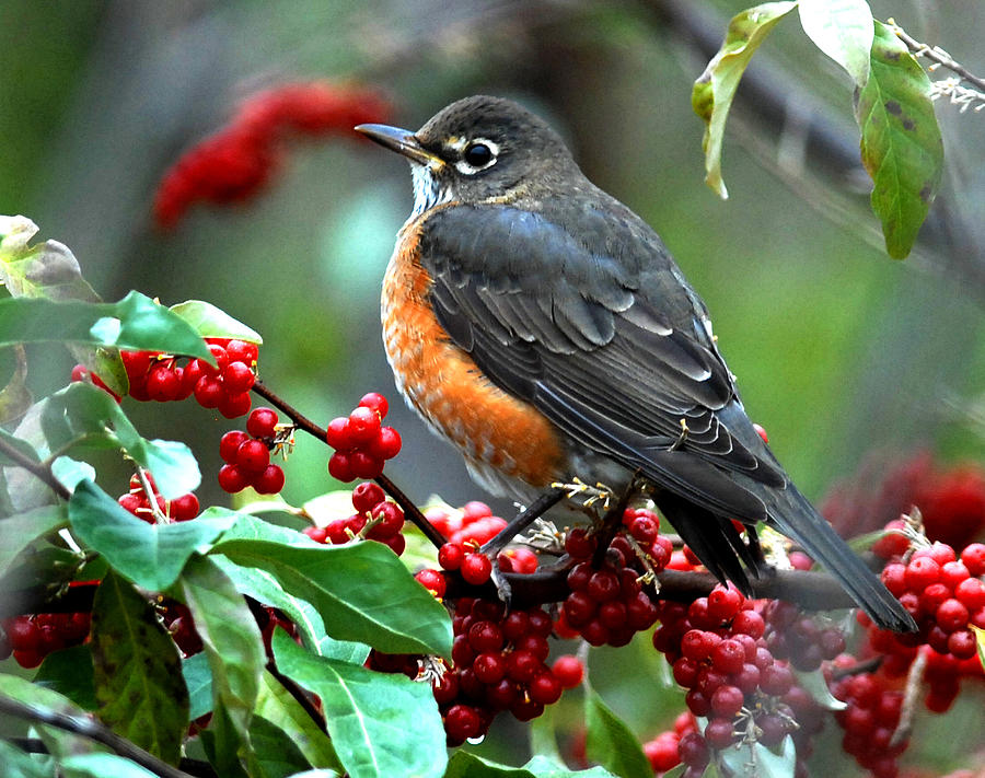 American Robin Photograph by Andre Denis