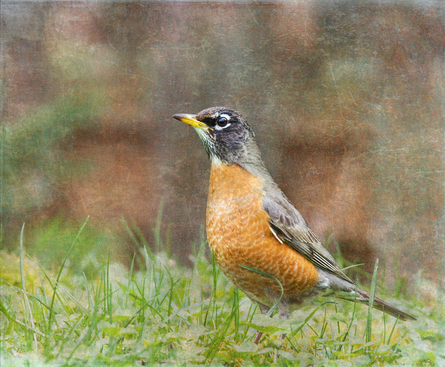 American Robin Photograph by Angie Vogel