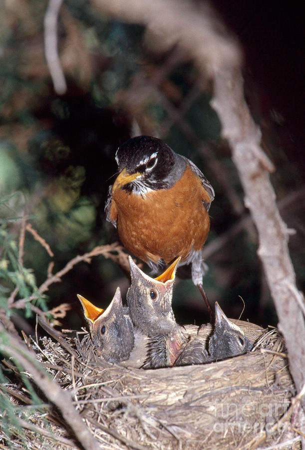 Robin Photograph - American Robin At Nest by William H. Mullins