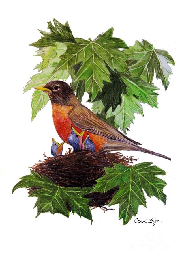 American Robin Drawing by Carol Veiga Pixels