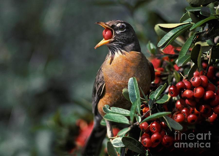 American Robin Eating Berries Photograph by Ron Sanford