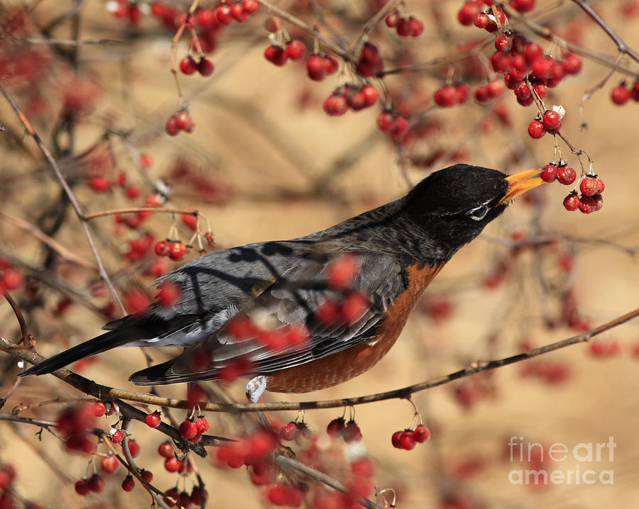 Robin Photograph - American Robin Eating Winter Berries by Inspired Nature Photography Fine Art Photography