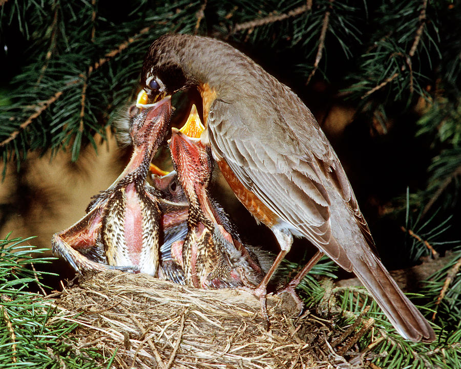 American Robin Feeding Nestlings Photograph by Millard H. Sharp
