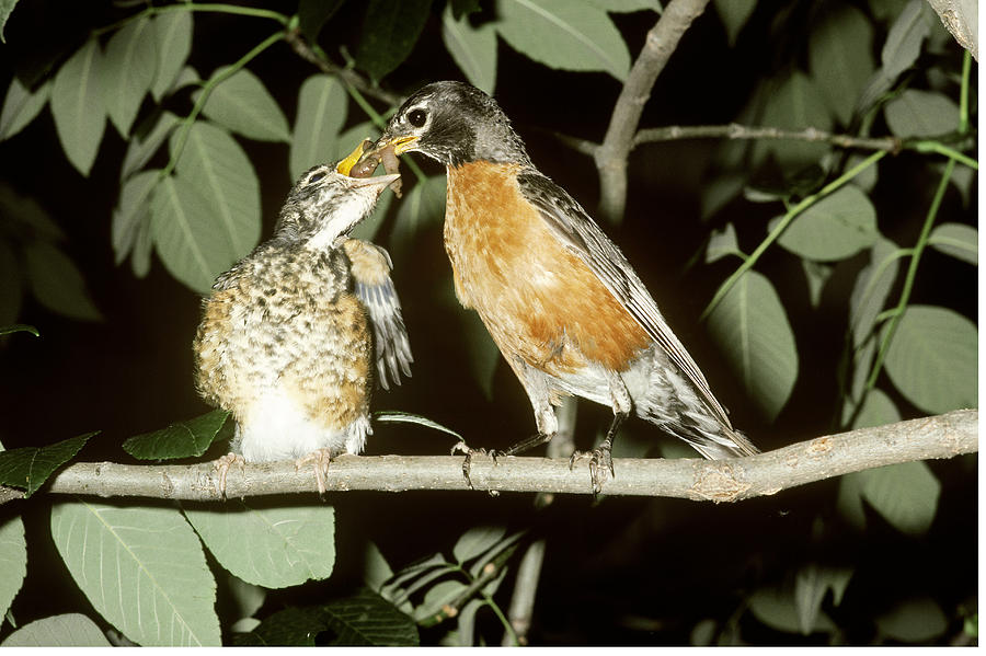 American Robin Feeding Young Photograph by John Mitchell