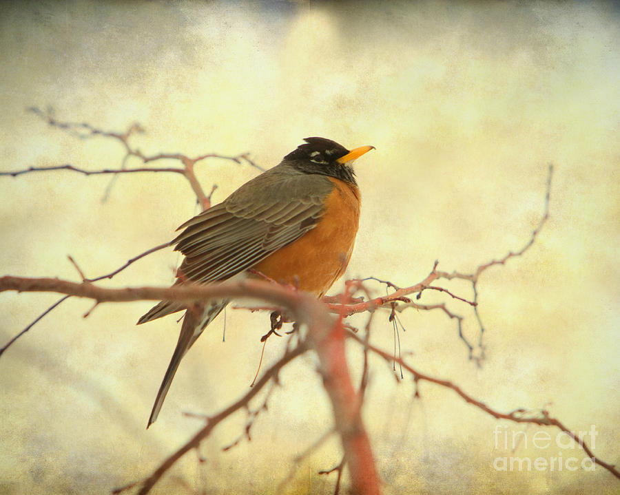 Robin Photograph - American Robin in The Springtime by James BO Insogna