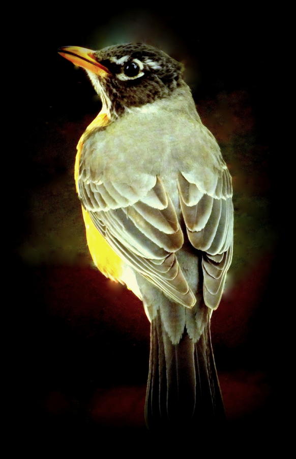 Bird Photograph - American Robin by Karen Wiles
