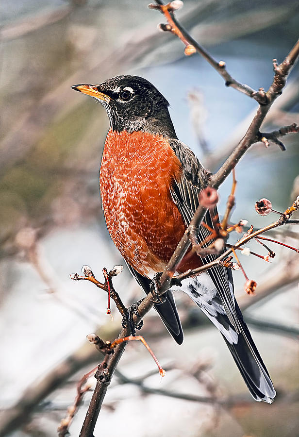 American Robin Photograph by Marcia Colelli