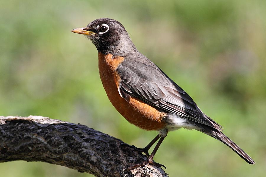 American Robin Photograph by Mike Farslow