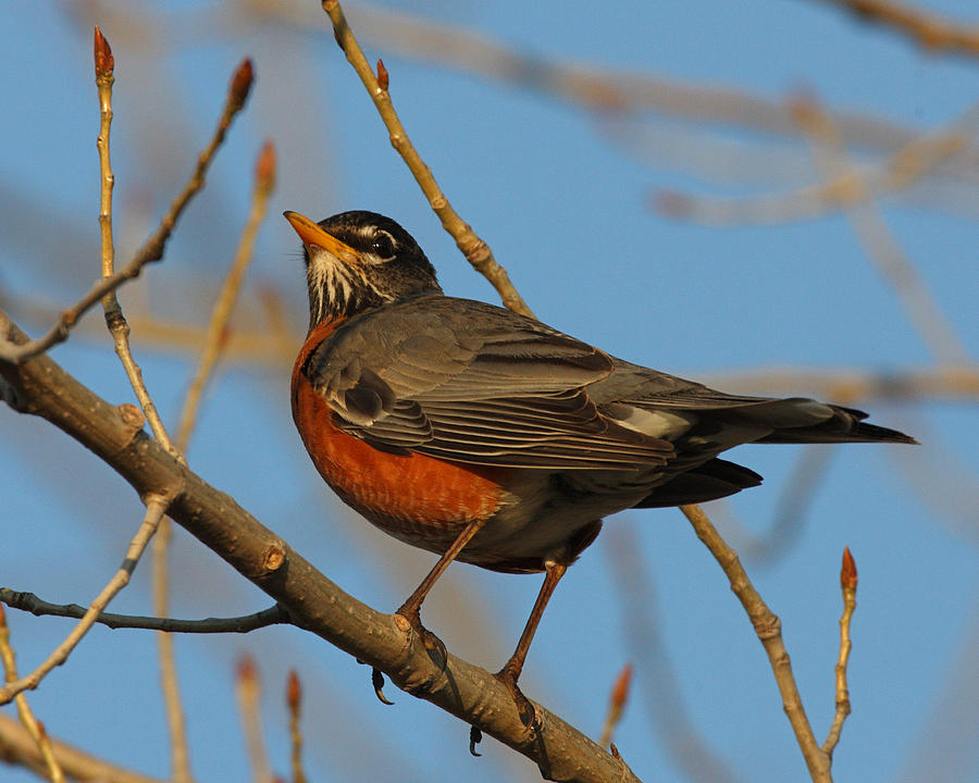 American Robin on branch Photograph by Mark Wallner - Fine Art America