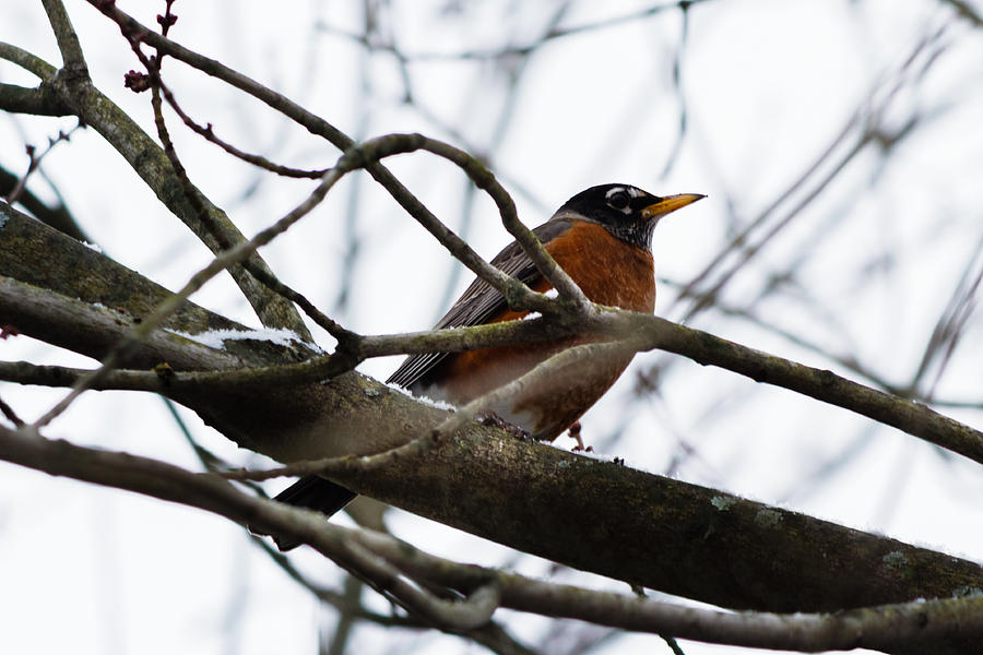 American Robin Photograph by SAURAVphoto Online Store
