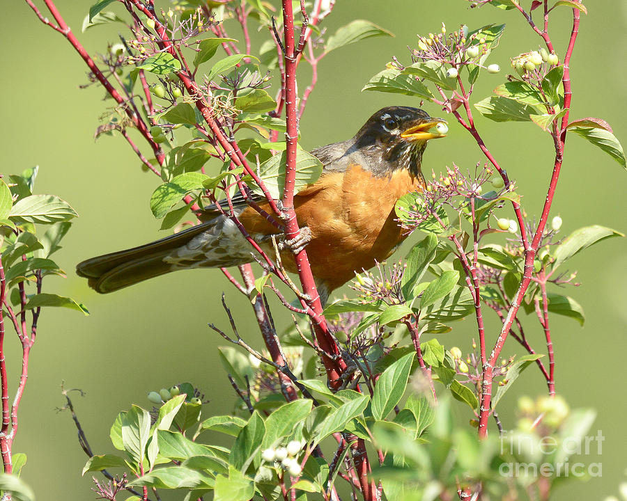 American Robin with Berry Photograph by Dennis Hammer