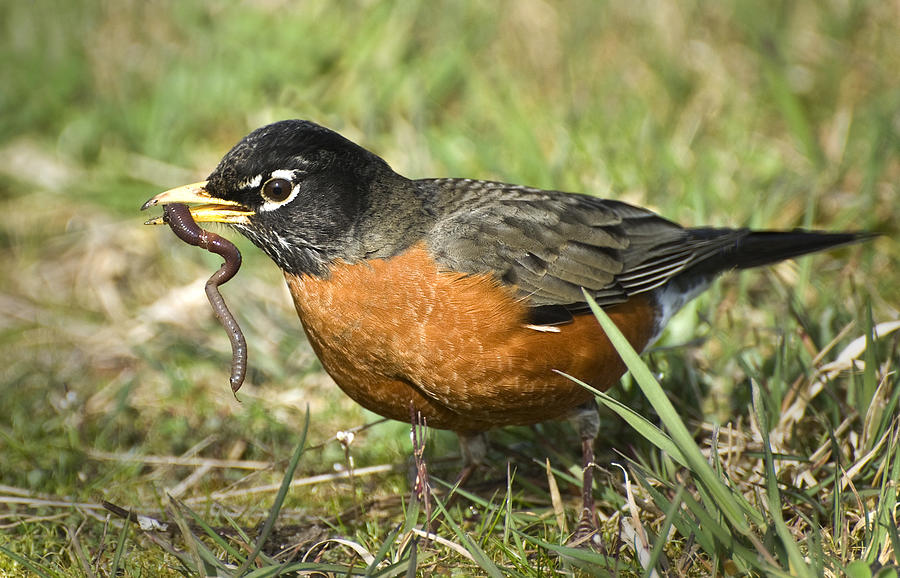 American Robin with wiggling worm in beak Photograph by HamidEbrahimi