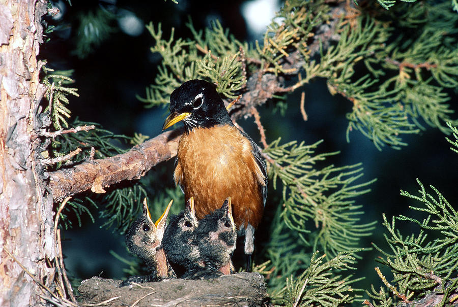 American Robin With Young Photograph by R. Van Nostrand