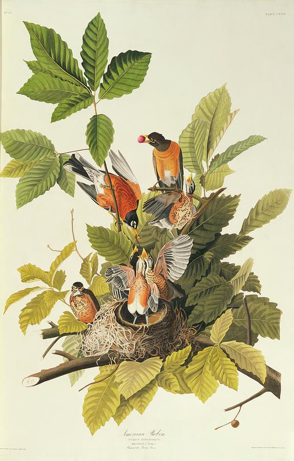 John James Audubon Photograph - American Robins by Natural History Museum, London/science Photo Library